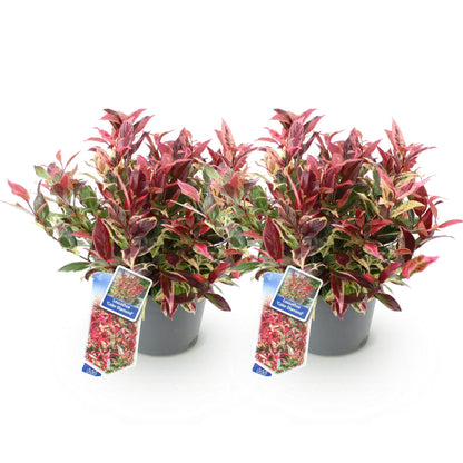 Green boutiQ - Tuinplant - Leucothoe Colour Diamond - Bont - 2 Planten - Groenblijvend - Weinig Onderhoud - Pot 17cm Hoogte 45cm