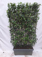 Photinia fraseri 'Carré Rouge' - Kant-en-Klaar Haag - 120 x 180 cm