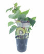 Actinidia Jenny (12050) - Ø12cm - ↕30cm