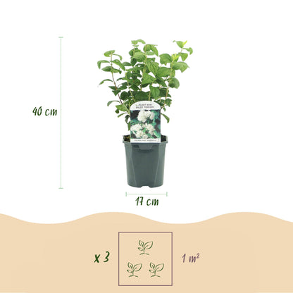 Green boutiQ - Boerenjasmijn -   Philadelphus Snowbelle - Bloem Wit - 1 Plant - Bladverliezend - Weinig Onderhoud - Pot 17cm Hoogte 45cm