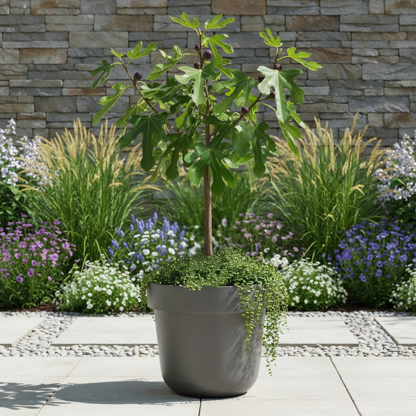 Green boutiQ - Plant op Stam - Ficus carica Little Miss Figgy - Terras Plant - Bladverliezend - Winterhard - Groene Vrucht - Pot 19cm Hoogte 90cm
