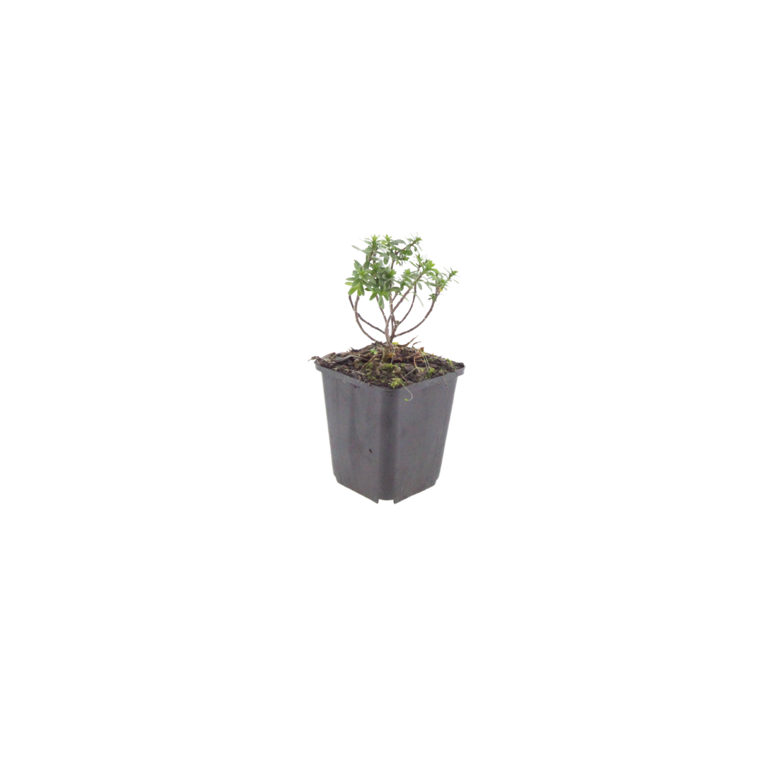6x Iberis semp. 'Schneeflocke' - ↕10-25cm - Ø9cm