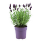 6x Lavandula stoechas Anouk® - 12 cm pot - Set van 6 Franse Lavendels