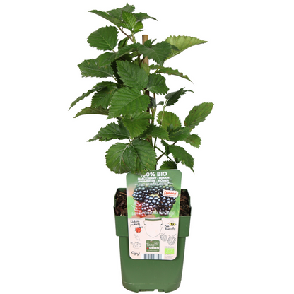 6 x Biologische bramenplanten - Ø 13 cm - ↨ 20 cm