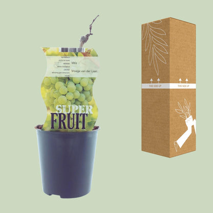 Vitis Vroege Van Der Laan (Witte druif) - Ø12cm - ↕30cm