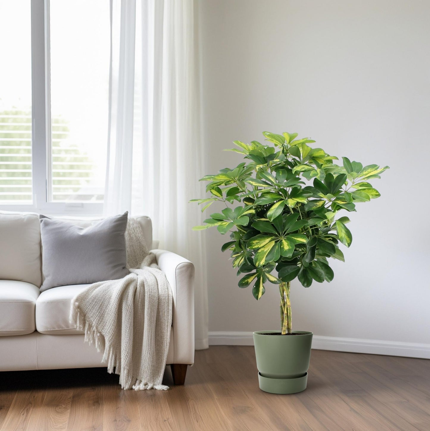 Schefflera Arboricola Gold Capella - Ø19cm - ↕75cm