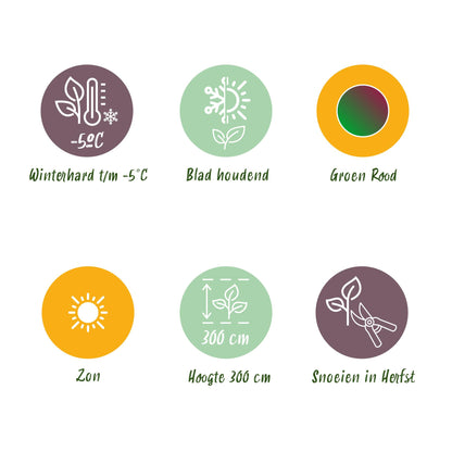 Green boutiQ - Fruitplant - Bananen plant - Musa sikkemensis Red Tiger - Winterhard - 2 planten - Pot 12cm Hoogte 30cm