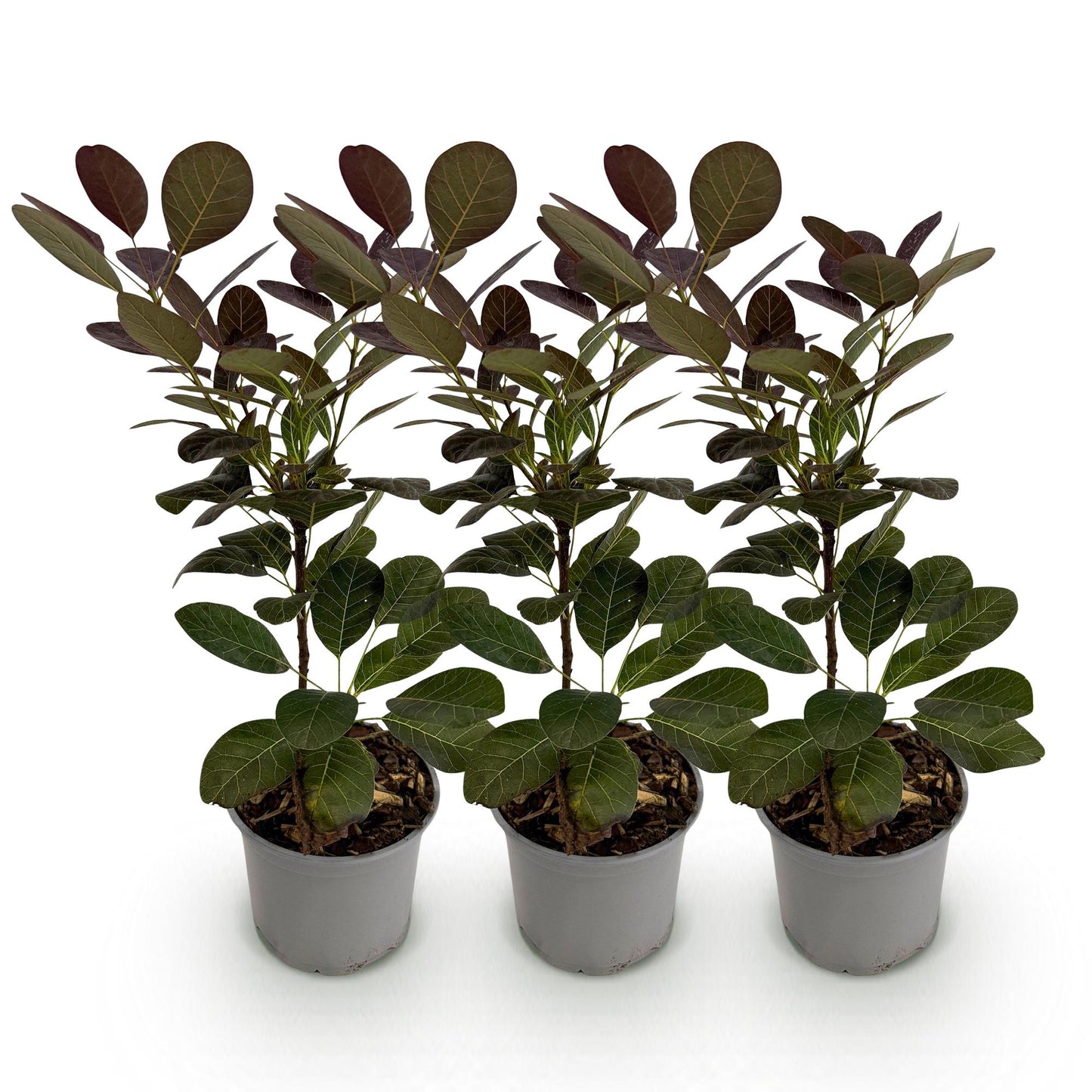 Green boutiQ - Tuinplant - Cotinus coggyria Royal Purple - Paars - 3 Planten - Bladverliezend - Weinig Onderhoud - Pot 12cm Hoogte 35cm