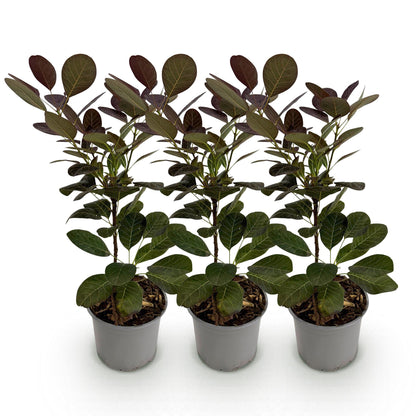 Green boutiQ - Tuinplant - Cotinus coggyria Royal Purple - Paars - 3 Planten - Bladverliezend - Weinig Onderhoud - Pot 12cm Hoogte 35cm