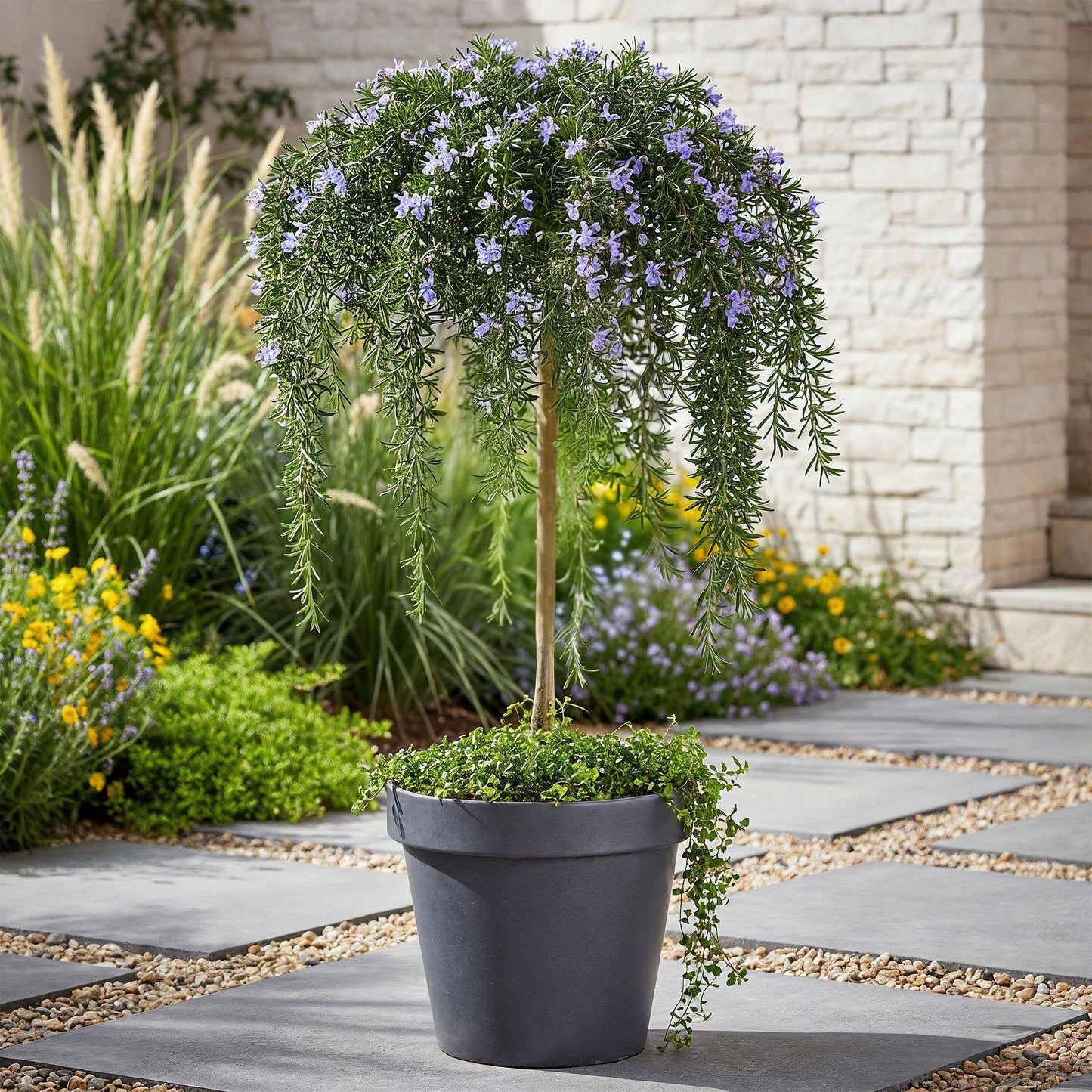 Green boutiQ - Plant op Stam - Rosmarinus officinalis Prostratus - Terras Plant - Bladhoudend - Winterhard -Paarse Bloem - Pot 19cm Hoogte 90cm