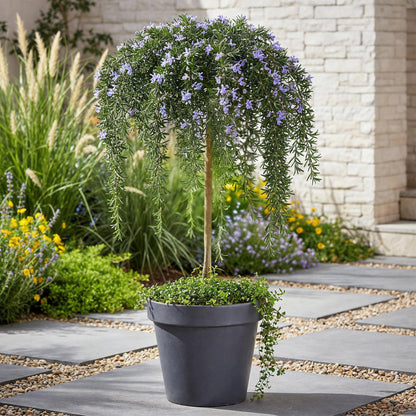 Green boutiQ - Plant op Stam - Rosmarinus officinalis Prostratus - Terras Plant - Bladhoudend - Winterhard -Paarse Bloem - Pot 19cm Hoogte 90cm