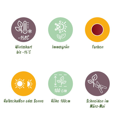 Green boutiQ - Tuinplant - Leucothoe Curly Red - Rood - 2 Planten -  Groenblijvend - Weinig Onderhoud - Pot 17cm Hoogte 40cm