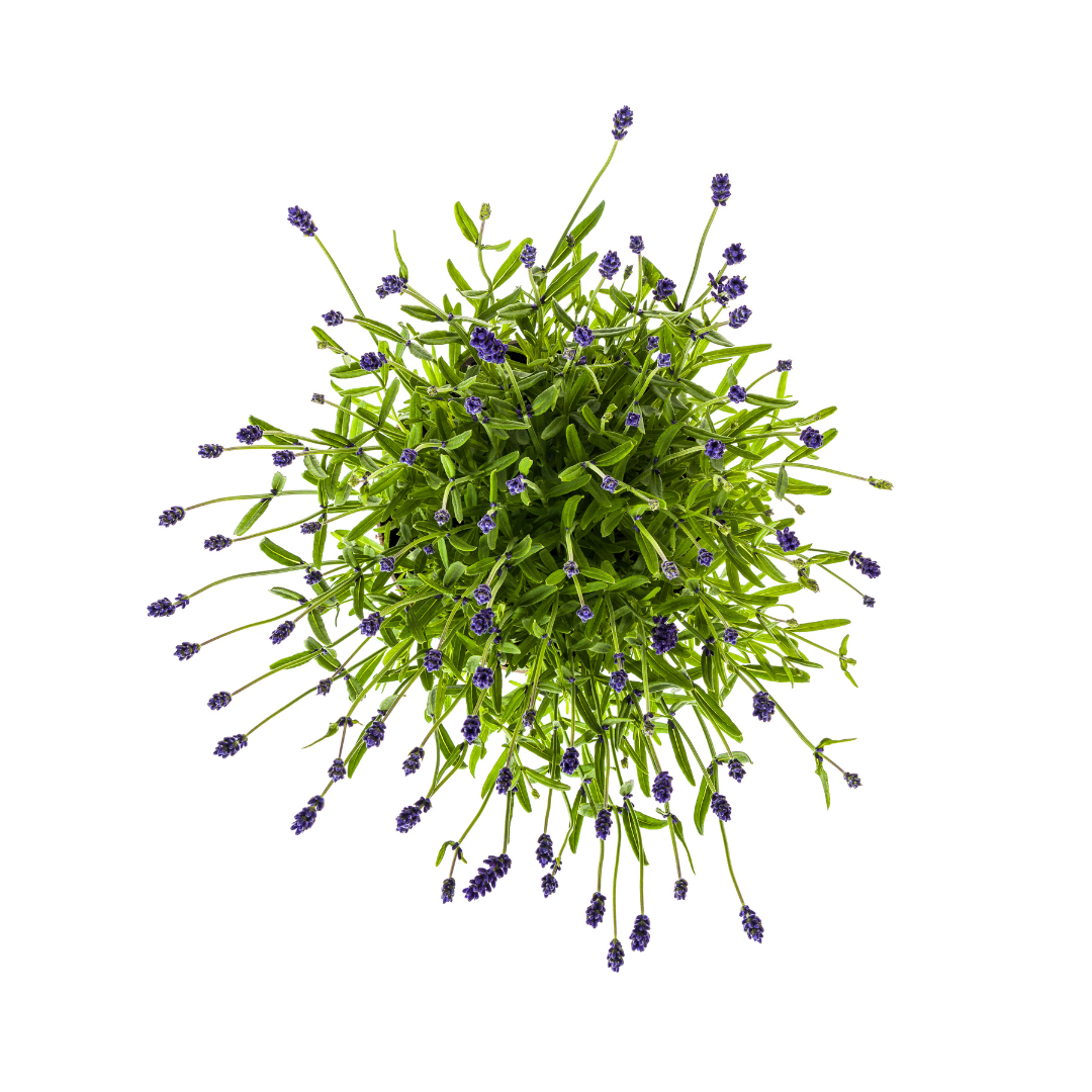 2x Lavandula Angustifolia Ø19cm - ↕40 - 50cm