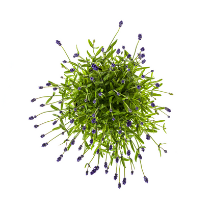 2x Lavandula Angustifolia Ø19cm - ↕40 - 50cm