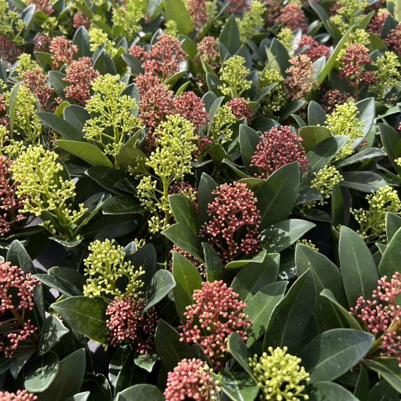 Green boutiQ - Terrasplant - Skimmia japonica Duo - Bloem Wit & Rood - 40+ Bloemen - 2 Planten - Winterhard - Pot 19cm Hoogte 60cm