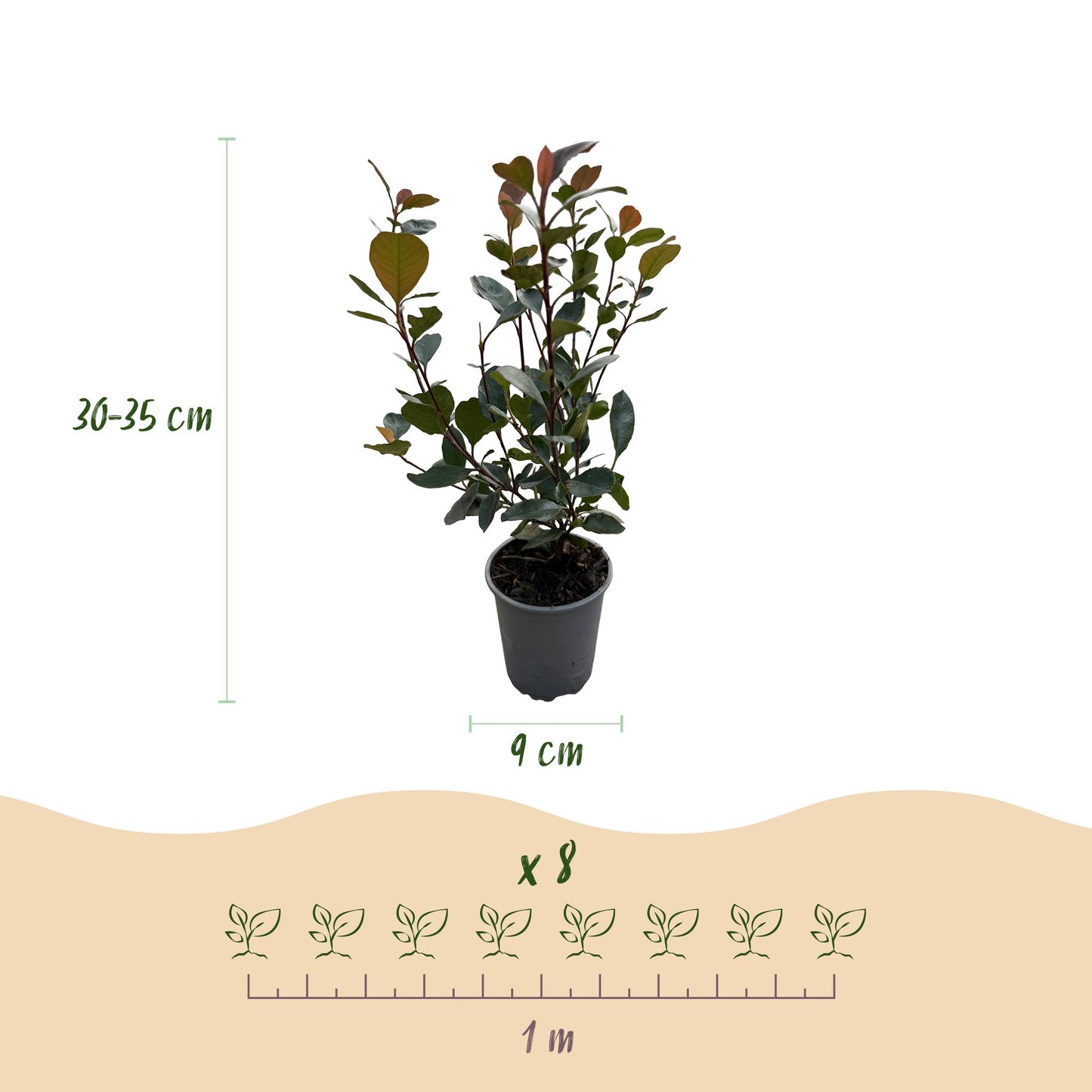 Green boutiQ - Haagplanten - Photinia Little Red Robin - Blad Rood - 8 Planten - 1 Strekkende Meter - Groenblijvend - Pot 9cm Hoogte 30-35cm