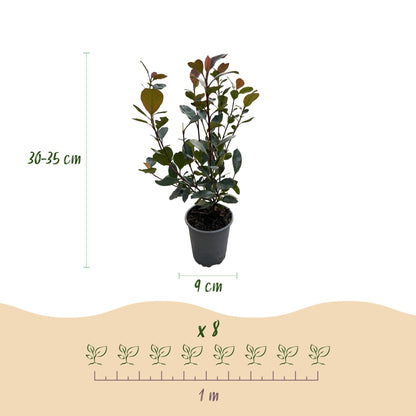 Green boutiQ - Haagplanten - Photinia Little Red Robin - Blad Rood - 8 Planten - 1 Strekkende Meter - Groenblijvend - Pot 9cm Hoogte 30-35cm