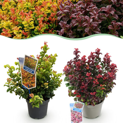 Green boutiQ - Tuinplant - Leucothoe Curly Duo - Geel & Rood - 2 Planten - Groenblijvend - Weinig Onderhoud - Pot 17cm Hoogte 40cm