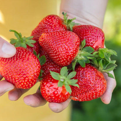 Green boutiQ - Fruitplanten - Aardbei - Fragaria Maxim - Winterhard - 6 Planten - Pot 9 cm - Rode Aardbei