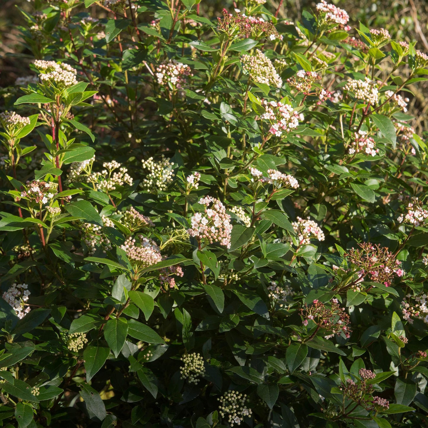 Green boutiQ - Plant op Stam - Viburnum tinus Eve Price - Terras Plant - Bladhoudend - Winterhard - Wit-Roze Bloem - Pot 19cm Hoogte 90cm