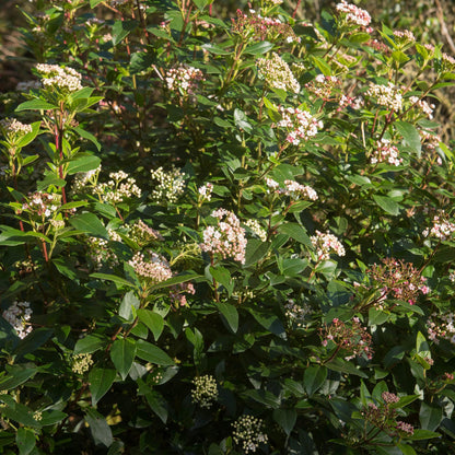 Green boutiQ - Plant op Stam - Viburnum tinus Eve Price - Terras Plant - Bladhoudend - Winterhard - Wit-Roze Bloem - Pot 19cm Hoogte 90cm