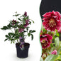 Green boutiQ - Tuinplant - Lenten Rose - Helleborus orientalis Double Ellen Red - Rode Bloem -1 Plant - Groenblijvend - Pot 14cm Hoogte 35cm