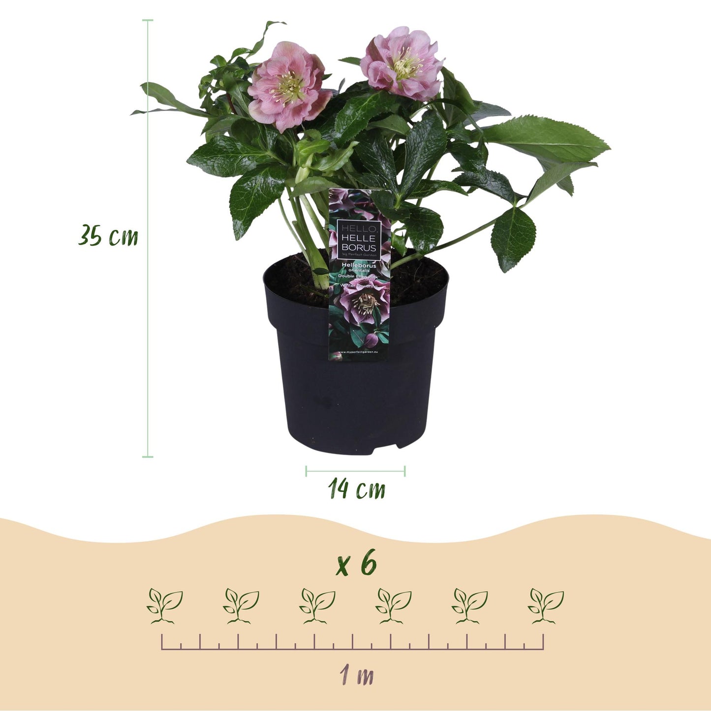 Green boutiQ - Tuinplant - Lenten Rose - Helleborus orientalis Double Ellen Pink - Roze Bloem -2 Planten - Groenblijvend - Pot 14cm Hoogte 35cm