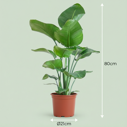 Green boutiQ - Kamerplant - Paradijsvogelplant - Stelitzia Nicolai - Groen - Weinig onderhoud - 1 Plant - Pot 19cm - Hoogte 80 - 90cm