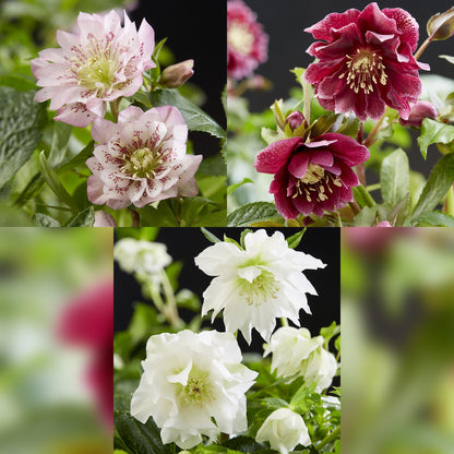Green boutiQ - Tuinplant - Lenten Rose - Helleborus orientalis Double Tricolour - Roze - Rode - Witte Bloem -3 Planten - Groenblijvend - Pot 14cm Hoogte 35cm