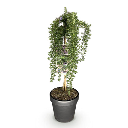 Green boutiQ - Plant op Stam - Rosmarinus officinalis Prostratus - Terras Plant - Bladhoudend - Winterhard -Paarse Bloem - Pot 19cm Hoogte 90cm