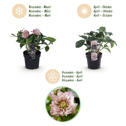 Green boutiQ - Tuinplant - Lenten Rose - Helleborus orientalis Double Ellen Pink - Roze Bloem -2 Planten - Groenblijvend - Pot 14cm Hoogte 35cm