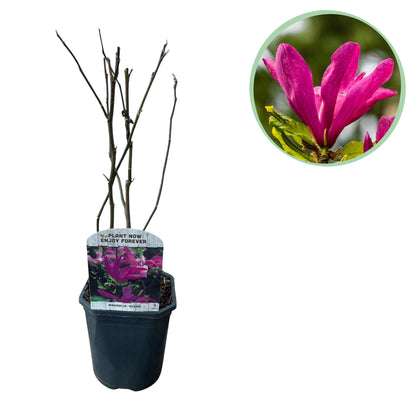 Green boutiQ - Heesters -  Magnolia Susan  - Bloemen Donker Roze - 1 plant - bladverliezend - weinig onderhoud - pot 17cm hoogte 45cm