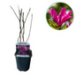 Green boutiQ - Heesters -  Magnolia Susan  - Bloemen Donker Roze - 1 plant - bladverliezend - weinig onderhoud - pot 17cm hoogte 45cm