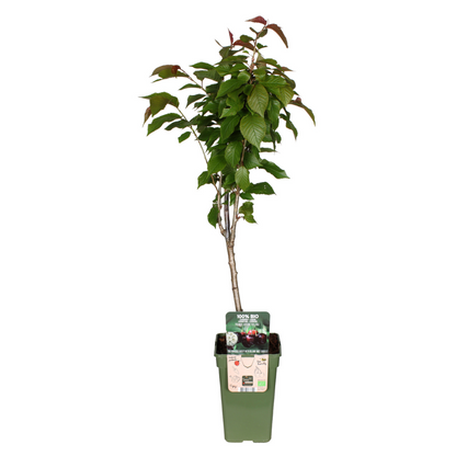 Prunus Avium Regina - Kers - Ø19cm - ↕60cm
