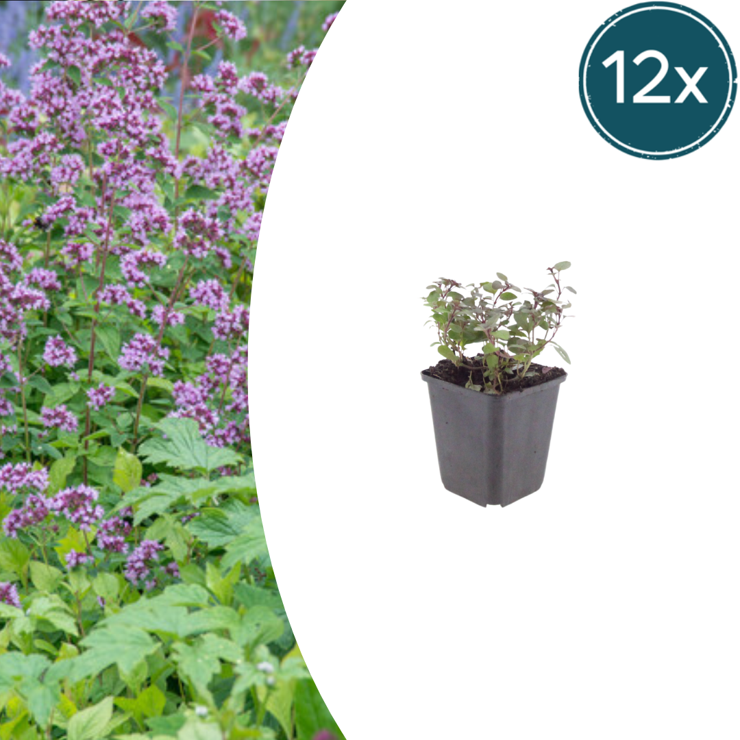 12x Origanum laevigatum 'Herrenhausen' - ↕10-25cm - Ø9cm