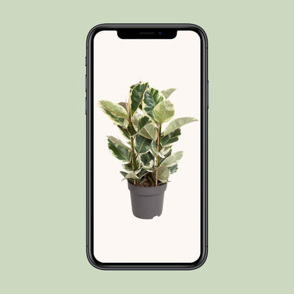 Ficus Elastica Tineke - Ø27cm - ↕100cm