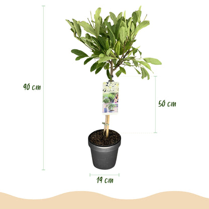 Green boutiQ - Plant op Stam - Magnolia stellata -Terras Plant - Bladverliezend - Winterhard - Witte Bloem - Pot 19cm Hoogte 90cm