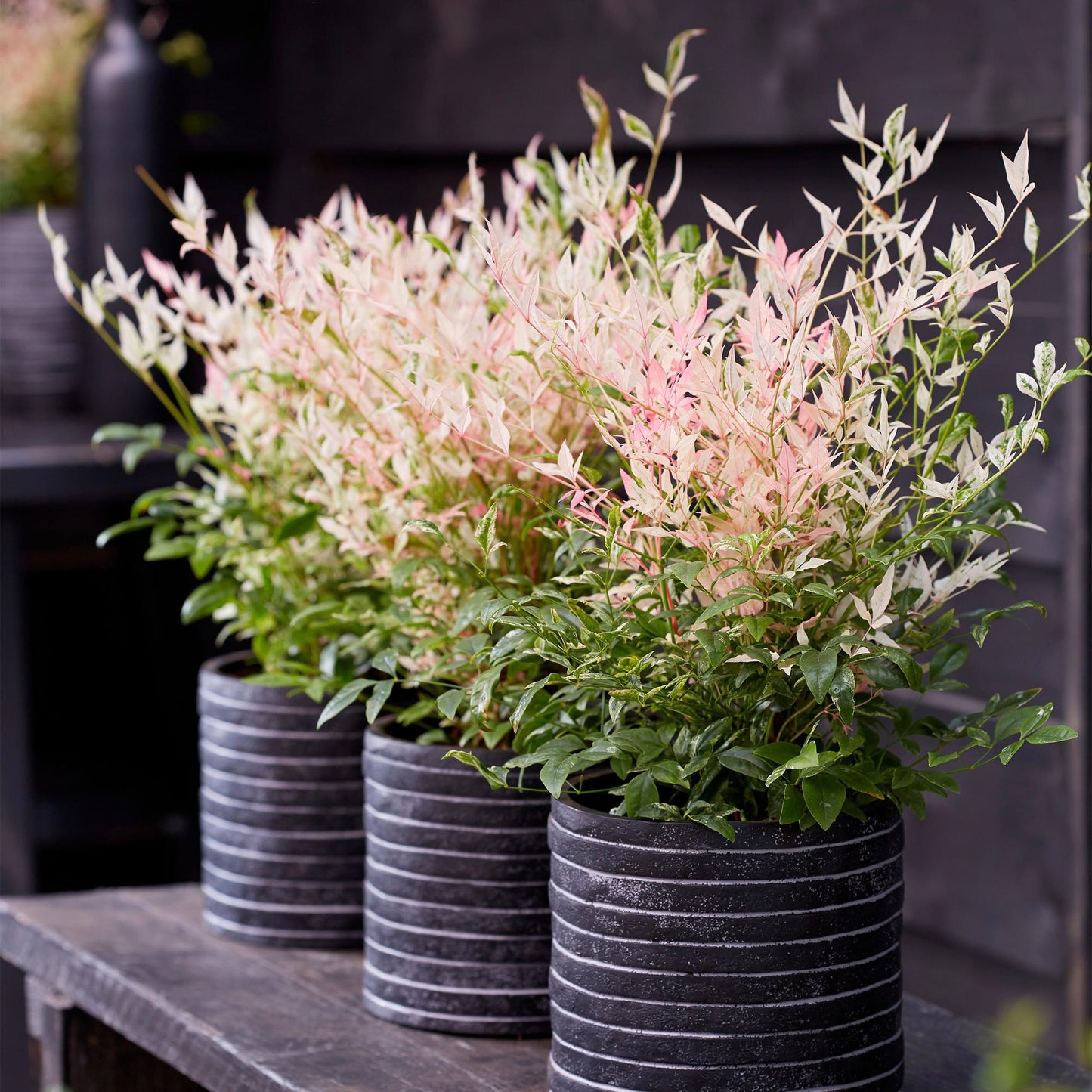 Green boutiQ - Tuinplant - Nandina Twilight - Bont & Roze - 2 Planten - Groenblijvend - Weinig Onderhoud - Pot 17cm Hoogte 45cm