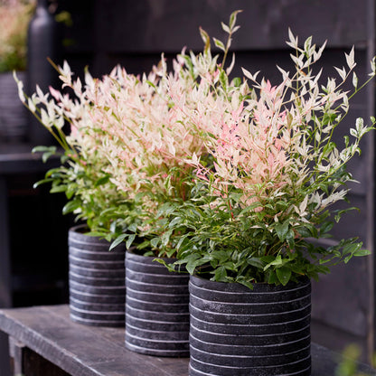 Green boutiQ - Tuinplant - Nandina Twilight - Bont & Roze - 2 Planten - Groenblijvend - Weinig Onderhoud - Pot 17cm Hoogte 45cm