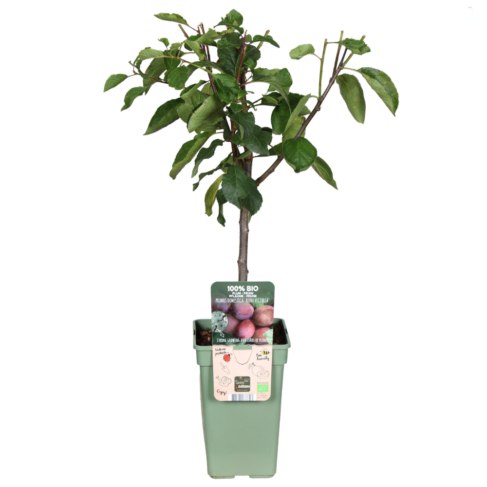 Prunus Domestica Reine Victoria Pruim - Ø19cm - ↕70cm