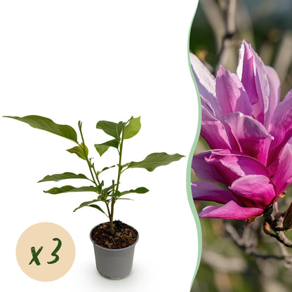 Green boutiQ - Tuinplant - Magnolia liliiflora Nigra - Bloem Paars - 3 Planten - Bladverliezend - Weinig Onderhoud - Pot 12cm Hoogte 30cm