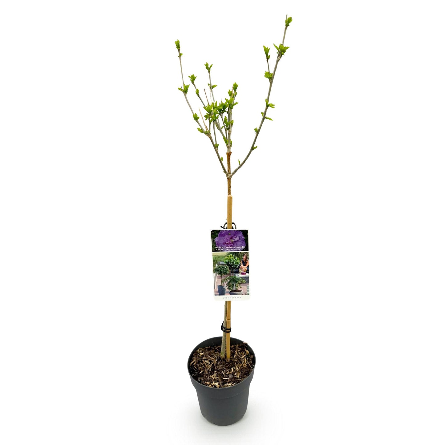Green boutiQ - Plant op Stam -Hibiscus syriacus Lavendor Chiffon® - Terras Plant - Bladverliezend - Winterhard - Paarse Bloem - Pot 19cm Hoogte 90cm