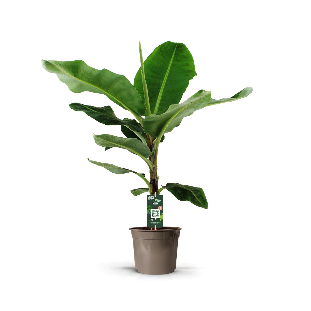 Bananenplant (Musa) -135 cm - Ø35cm