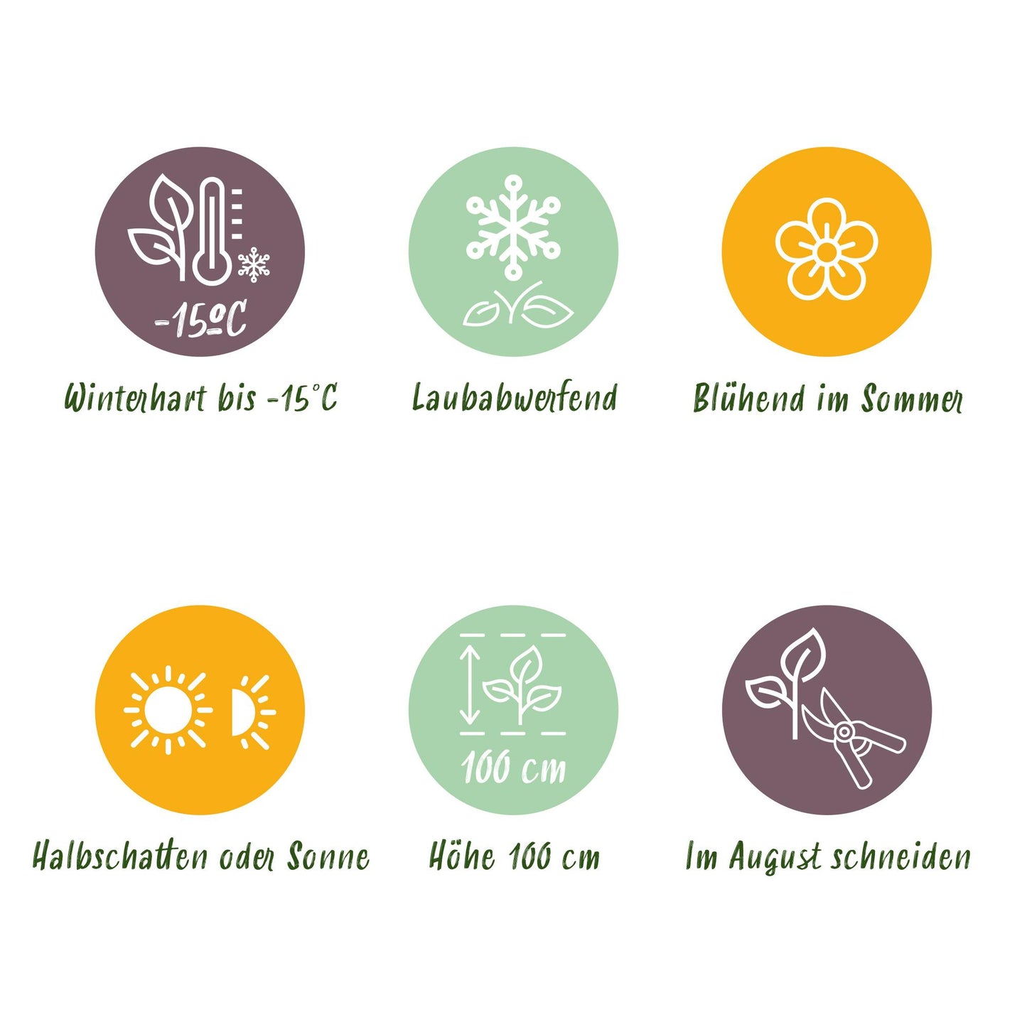 Green boutiQ - Terrasplant - Hortensia - Hydrangea Magical Teusday & Saphire - Rood - 6-10 Bloemen - Pot 23cm Hoogte 55cm