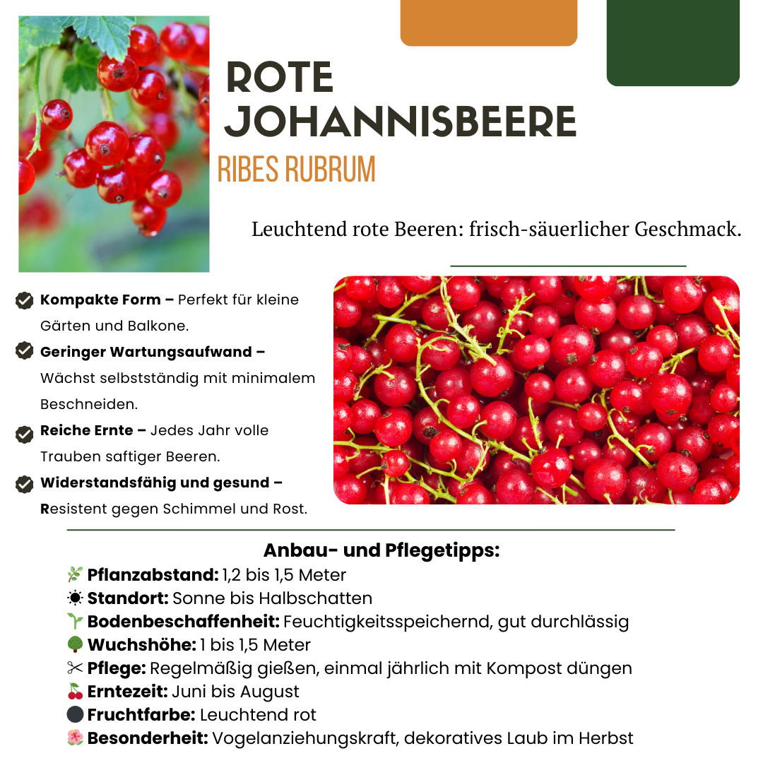 "Vruchtenparadijs" BIO Fruitplanten mix set van 4 verschillende soorten