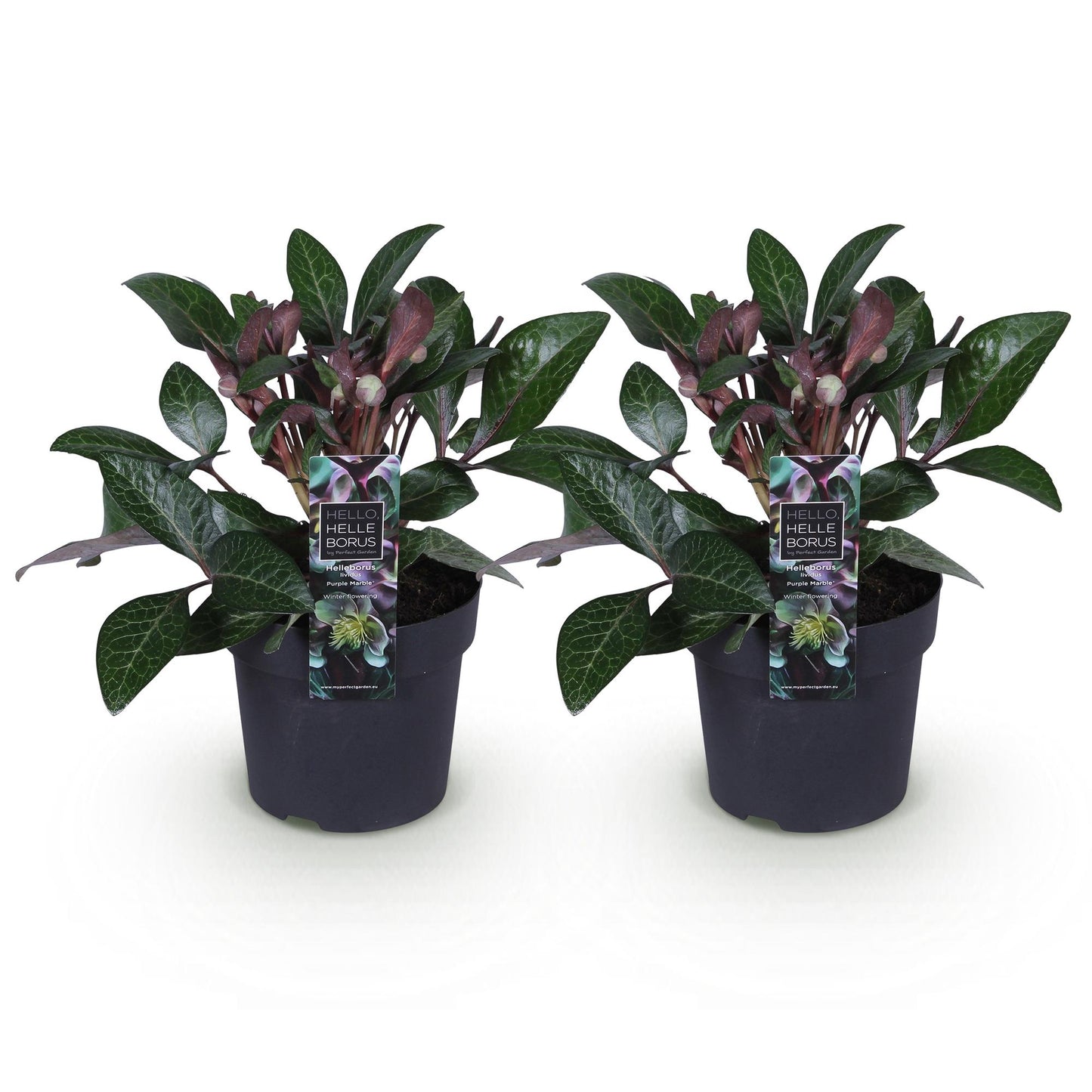 Green boutiQ - Tuinplant - Lenten Rose - Helleborus lividus Purple Marble - Paarse Bloem -2 Planten - Groenblijvend - Pot 14cm Hoogte 35cm
