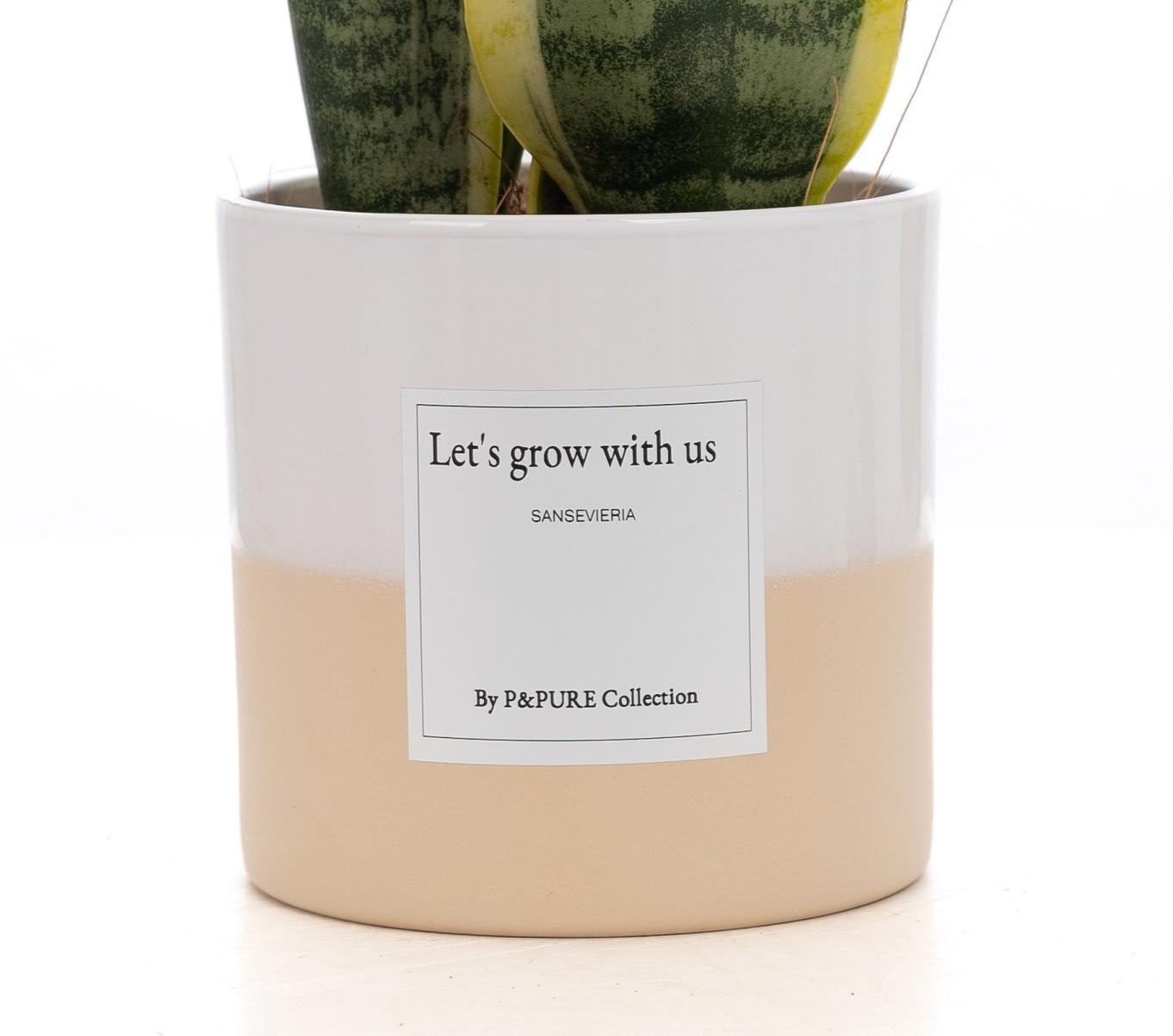 Sansevieria Gift "Let's Grow With Us" WITH GREETING CARD! - Ø12cm - ↕30cm