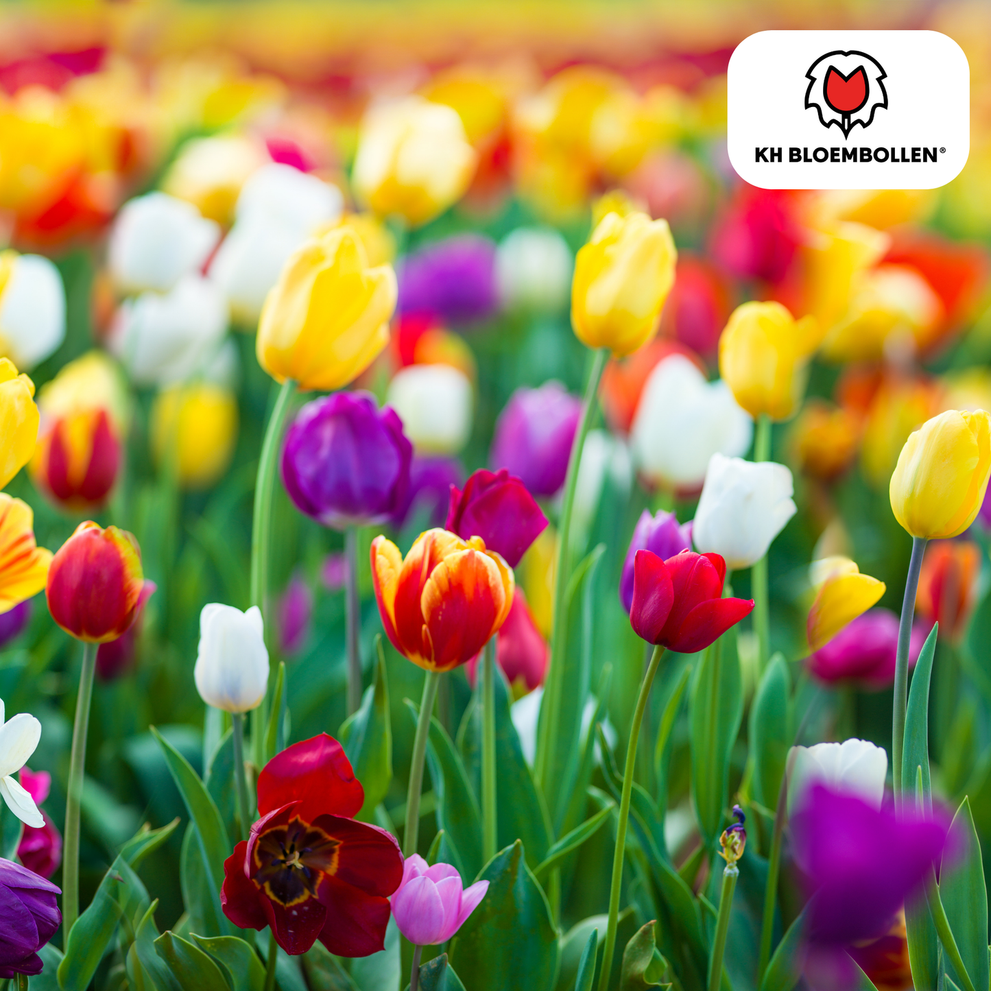 Tulpenbollen Mix – 20 Stuks | KH Bloembollen® | Kleurrijke Tulpenmix – Perfect voor Tuin of Pot – Maat 11/12 – Vers van de Teler