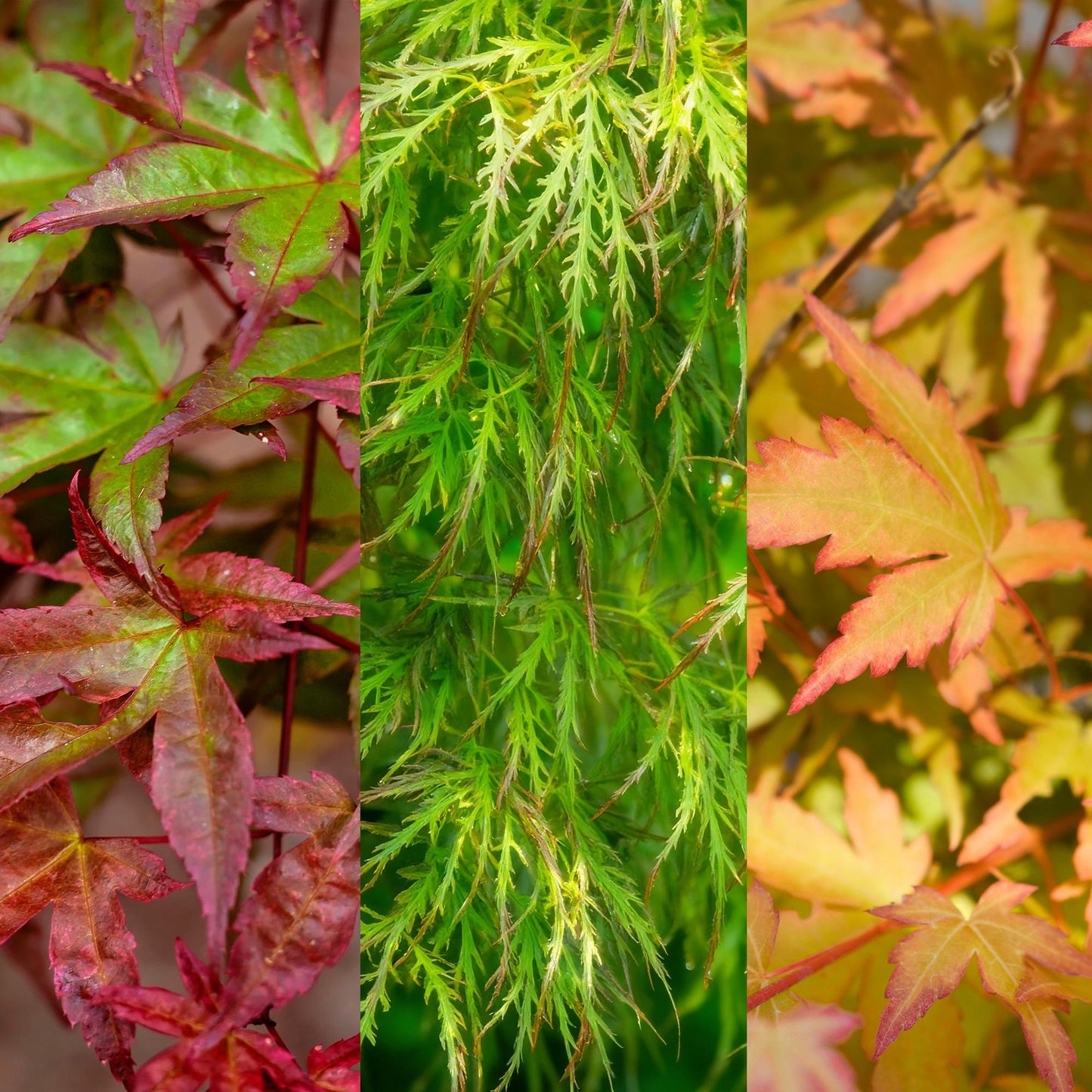 Green boutiQ - Tuinplant - Acer palmatum Tricolour - Rood-Groen-Oranje  - 3 Planten - Blad verliezend - Weinig Onderhoud - Pot 12cm Hoogte 35cm