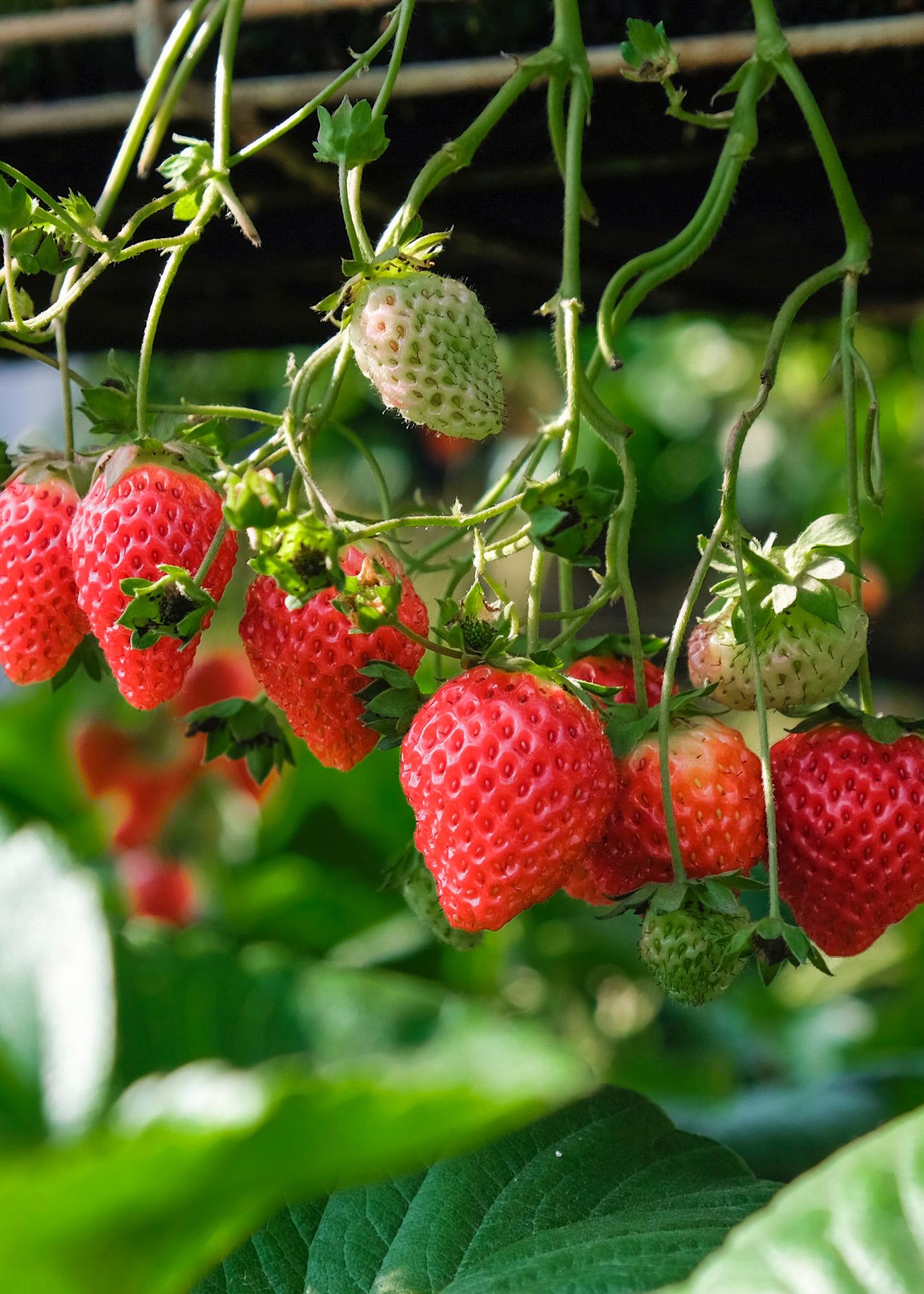 Fragaria x ananassa Delizzimo - Aardbei - Ø13cm - ↕45cm